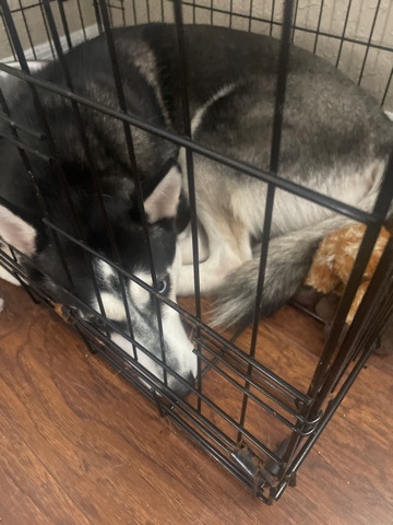 Labrador Husky – adult Trained Husky