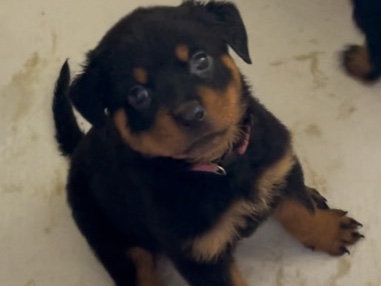 Rottweiler – Rottweiler puppy’s ! – Chandler
