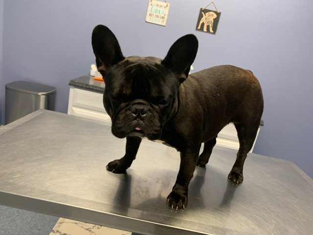 French Bulldog – Female cocoa French bulldog for sell