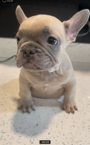 French Bulldog – frenchie