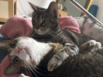 2 sweet cuddly buddies! – Lebanon