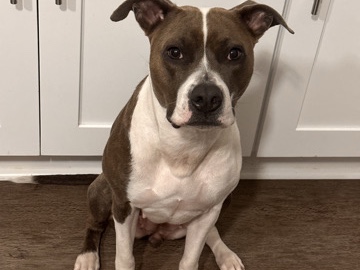 American Pit Bull Terrier – Lailah – Upper Marlboro