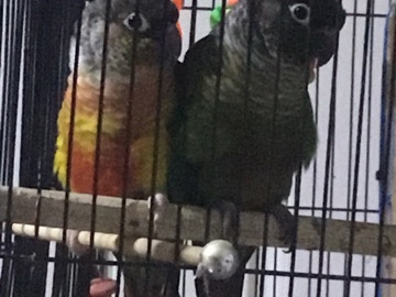 Conure – conuro – El Monte