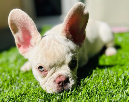 French Bulldog – Bandito Frenchie puppy fluffy carrier