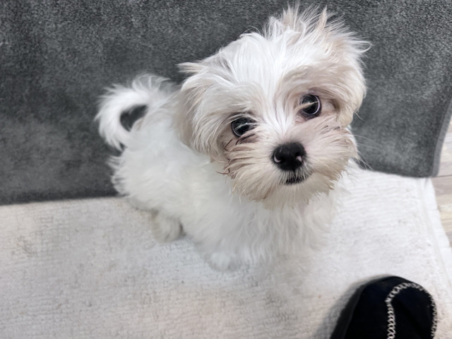 Mal-Shi – Adorable 13-Week-Old Male Shih Tzu Puppy – Clinton