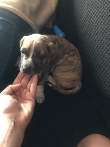 Beagle – 50 for one