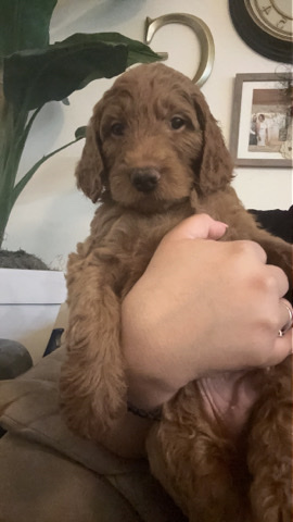 Golden Retriever – F1B Golden Doodles