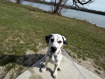 Dalmatian – Dalmatian puppy – Warren