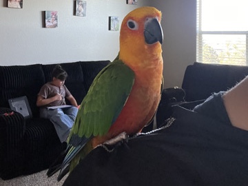 genday bird – Thornton