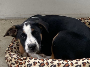 Rottweiler – Rottweiler jackrussel mix puppy – Cantonment