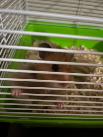 pet hamster