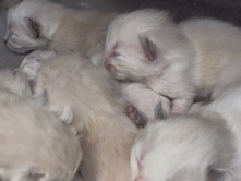 Ragdoll – ragdoll kittens – Warrington