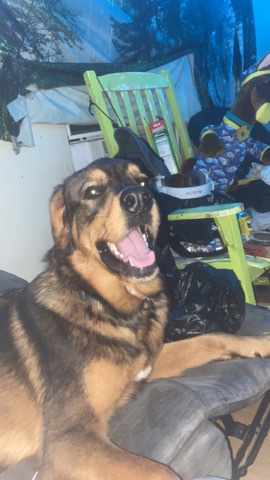 Tibetan Mastiff – rehoming Smokey
