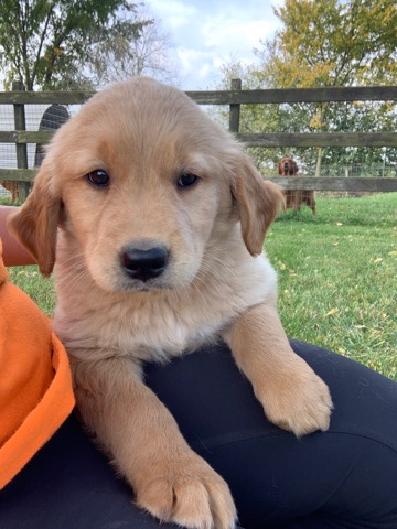 Golden Retriever – Akc registered