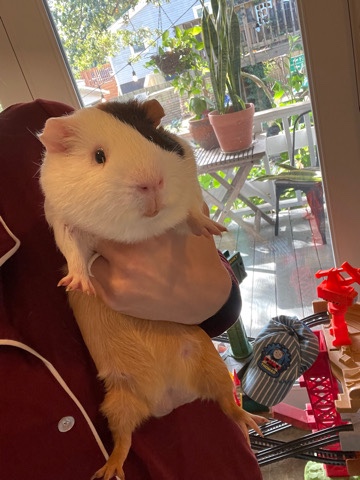 Guinea pigs