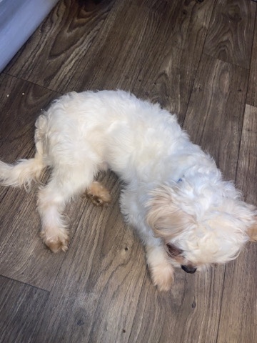 Shih Tzu – Full bread dog