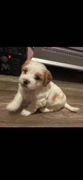 Maltese – puppies
