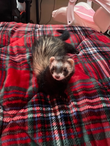 Any – ferret