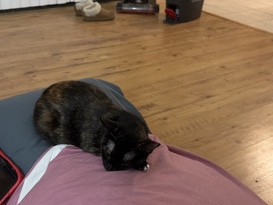 name of cat is Violet – Manteca