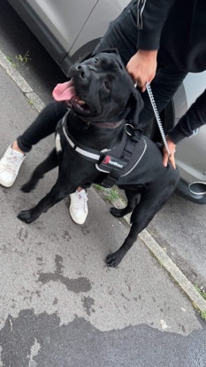 Bullmastiff – Beautiful boy, looking for a home