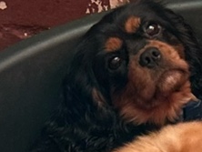 KC registered Cavalier girl