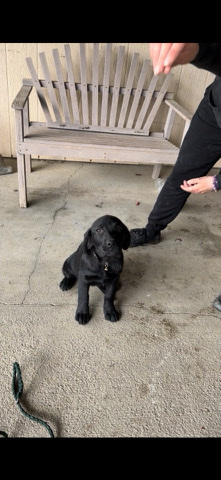 Labrador Retriever – Female lab