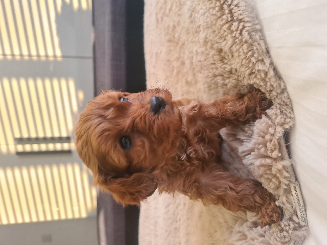 Cavalier King Charles Spaniel – cavapoo pups last one
