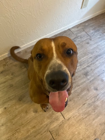 Spanish Mastiff – Duke