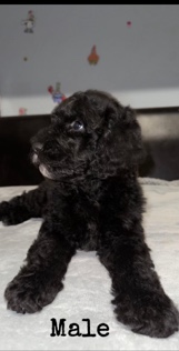 Poodle – standard poodles