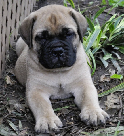 Bullmastiff – Bullmastiff Rehome