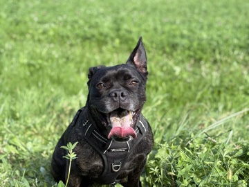 Bulldog – Liebevolle Bulldoggen-Jack-Russell-Mischlingshündin sucht neues Herzenszuhause – Grenzach-Wyhlen