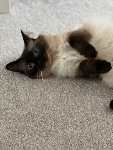 Ragdoll – beautiful ragdol