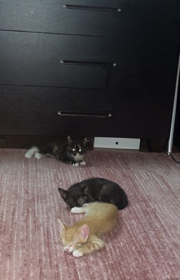 Kittens for sale, Half domestic bred & FurySphnx