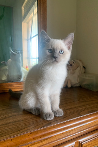 Ragdoll – Max Persian Siamese;Permese