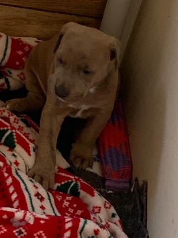 Doberman Pinscher – Puppies
