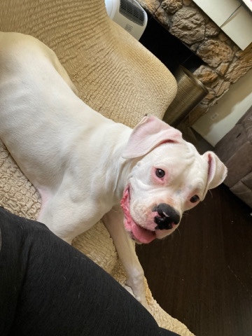 Boxer – Kane Albino Boxer