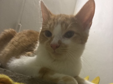 Friendly 6-Month-Old Mixed Breed Cat for Adoption in Dayton – Dayton