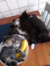 kitten's for sale to good home 