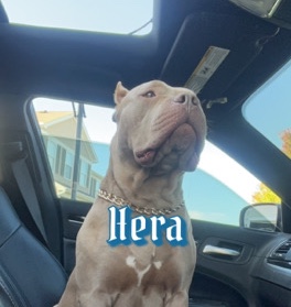 American Pit Bull Terrier – Adult XL American Bully