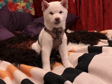 Shiba Inu – Shiba Inu – Larkspur