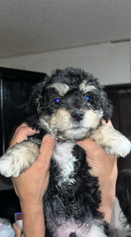 Poodle – male poodle