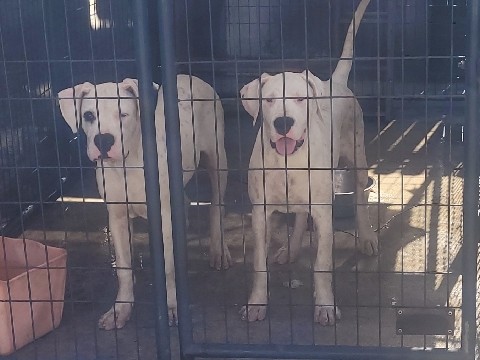 Dogo Argentino – Dogo Argentino Puppies – Indiantown