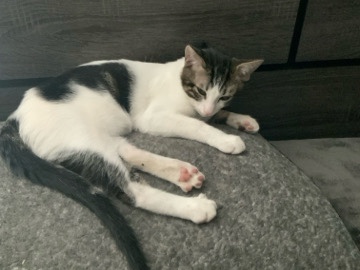 Russian White, Black and Tabby – free kitty dont the know the breed – Fresno