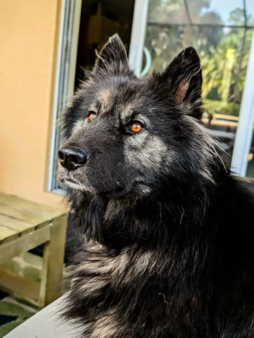 Alaskan Malamute – German Shepherd/Malamute rehome