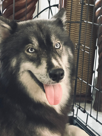 Siberian Husky – 3 baby huskies for sale in Miramar FL