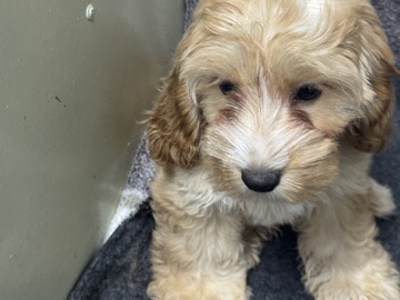 Cockapoo – cockapoo is available – Digdaga
