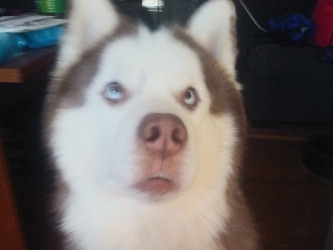 Siberian Husky – hello my name is Miracle the Husky