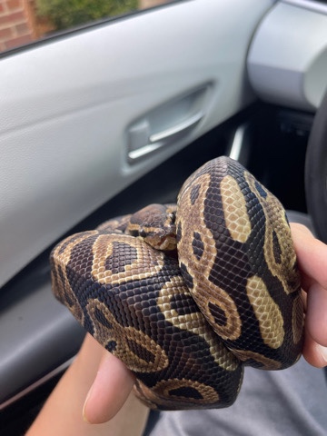 ball python