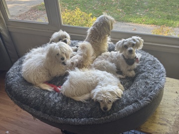 Maltese Lhasa Apso shih tzu pups 
