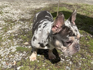 Bulldog – merle french bulldog – Columbus